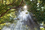 Forester, Forestry Services, Timber Marketing, Timber Appraisals