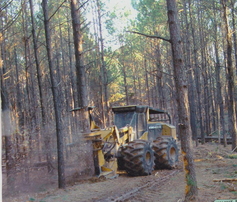 Pine Forest Management, Pine Thinning, Pine Timber Marketing