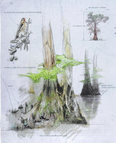 Consulting Forester, Forestry Services, Silviculture, Hardwood Thinning