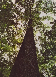 Bottomland Hardwood Forest Management, Hardwood Thinning, Bottomland Hardwood Improvement Cut