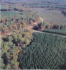 Timber Appraisals, Timber Marketing, Consulting Forester, Forestry Consultant, Forester