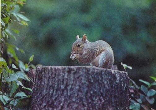 Timber Marketing in TN, Timber Marketing in MS, Consulting Forester, Forestry Consulting, Forester