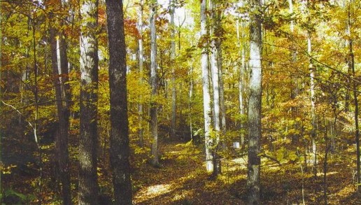 Hardwood Forest Management, Hardwood Thinning, Hardwood Improvement Cuts