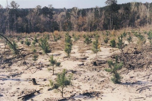 Pine Tree Planting, Pine Thinning, Pine Timber Marketing